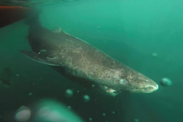 Grönland köpekbalıkları yaklaşık 150 yaşında cinsel olgunluğa erişiyor (Reuters)