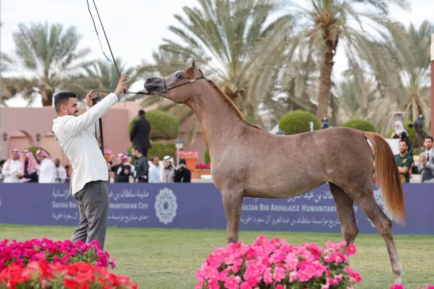 إقامة العرض الدولي السابع لجمال الخيل العربية الأصيلة خلال الفترة من 11 إلى 14 ديسمبر في مقر المركز بالرياض (الشرق الأوسط)