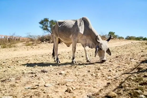 The drought is expected to deepen until at least next year's harvests - AFP