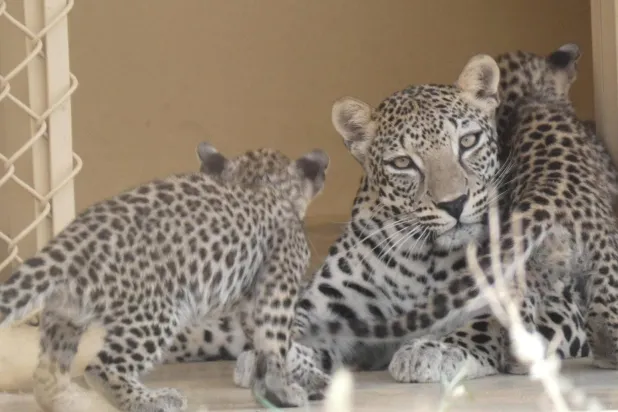 الهراميس الثلاثة وُلدت خلال هذا الصيف في مركز إكثار النمر العربي التابع للعلا (واس)