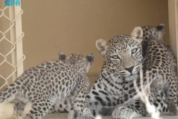 The triplets were born at the RCU’s Arabian Leopard Conservation Breeding Center this summer. SPA