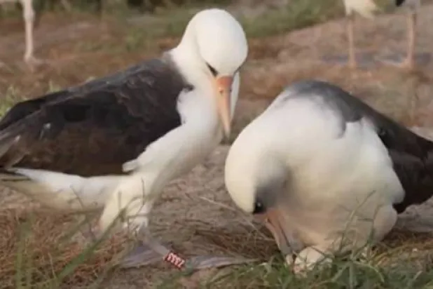 للحياة البرّية عجائبها (إدارة الأسماك والحياة البرّية الأميركية)
