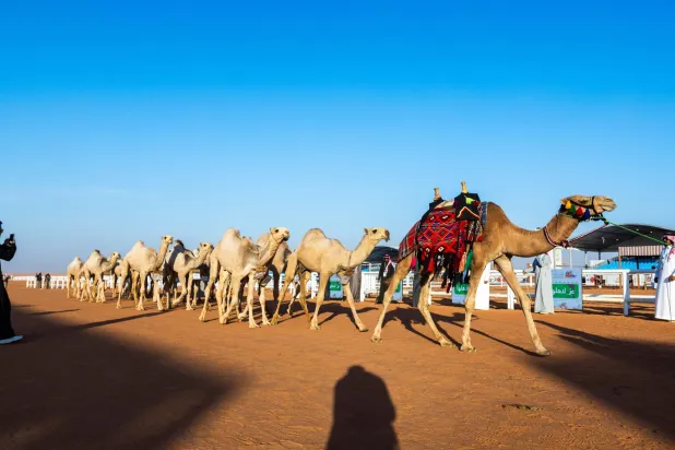 من منافسات اليوم الثامن في مهرجان الملك عبد العزيز للهجن (الشرق الأوسط)