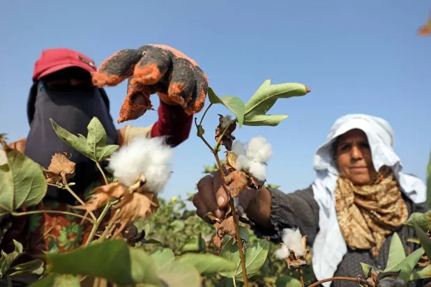 القطن من المحاصيل الاستراتيجية المهمة في مصر (رويترز)