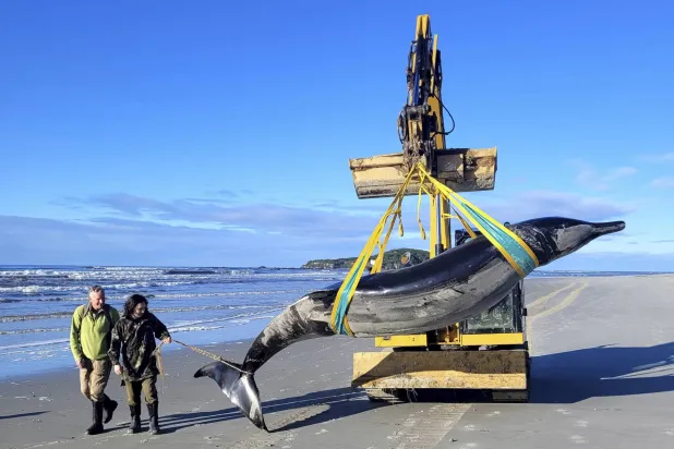 FILE - In this photo provided by the New Zealand Department of Conservation rangers Jim Fyfe and Tūmai Cassidy walk alongside what is believed to be a rare spade-toothed whale, on July 5, 2024, after its was found washed ashore on a beach near Otago, New Zealand. (Department of Conservation via AP, File)