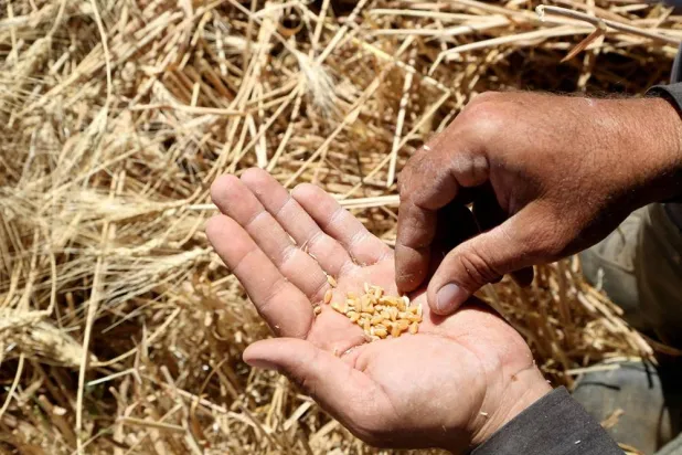 Farmer Imad al-Sayyed holds wheat grains in a field in Deir Khabieh, Damascus suburbs, Syria June 17, 2021. (Reuters)