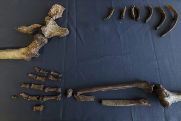 صورة أرشيفية لعظام هيكل عظمي بشري (رويترز) 