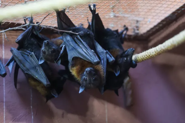 خفافيش تظهر داخل حديقة حيوان في بولندا (إ.ب.أ)