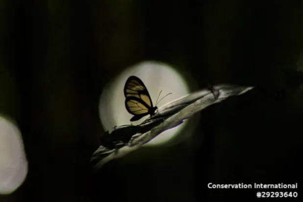 A clearwing butterfly (Oleria sp.) specimen, from one of the 218 species of butterflies observed during an expedition to the Peruvian region of Alto Mayo, is pictured, June 8, 2022. Conservation International/photo by Marlon Dag/Handout via REUTERS