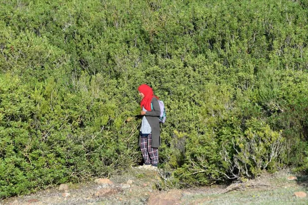A woman harvests aromatic and medicinal plants in the mountains of Tbainia village near the city of Ain Drahem, in the northwest of Tunisia on November 6, 2024. (AFP) 