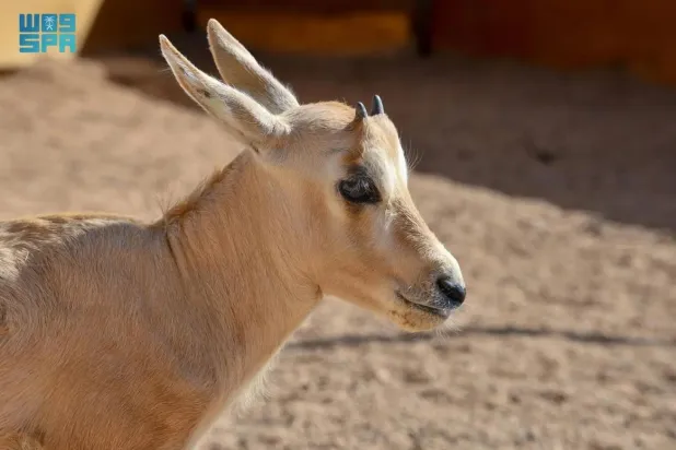 The reserve announced the birth of its 15th Arabian oryx calf since the launch of its rewilding program in late 2022. SPA