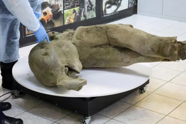Researchers stand behind glass fencing as they show the carcass of a baby mammoth, which is estimated to be over 50,000 years old and was found in the Siberian permafrost in the Batagaika crater in the Verkhoyansky district of Yakutia - Reuters
