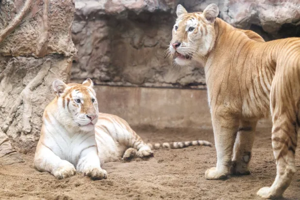 الشقيقتان آفا ولونا من النمور البنغالية ذات الألوان غير العادية (رويترز)