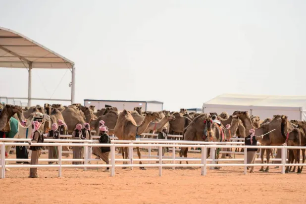 جانب من منافسات مهرجان الملك عبد العزيز للإبل (الشرق الأوسط)