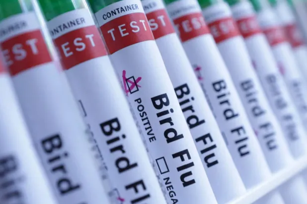 نفوق حيوانات في أميركا بسبب إنفلونزا الطيور (رويترز)