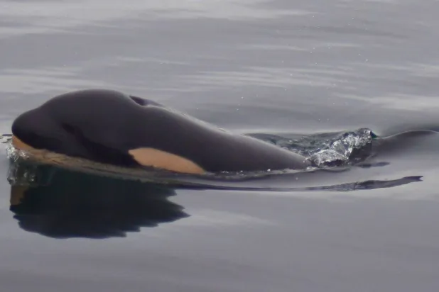 أنثى «الحوت القاتل» الشهيرة «أوركا» أنجبت مجدداً