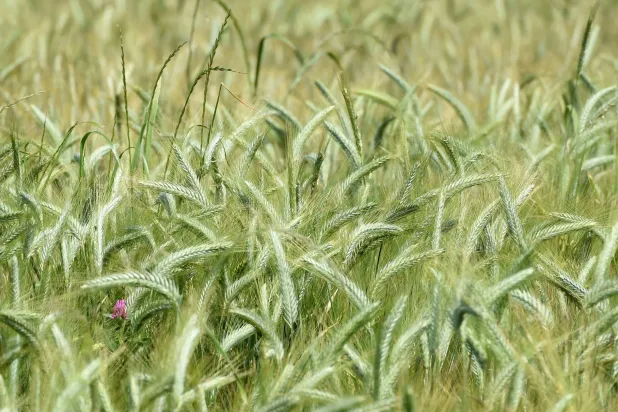 حقل قمح في أوساس سوهير بجنوب غربي فرنسا (أ.ف.ب)