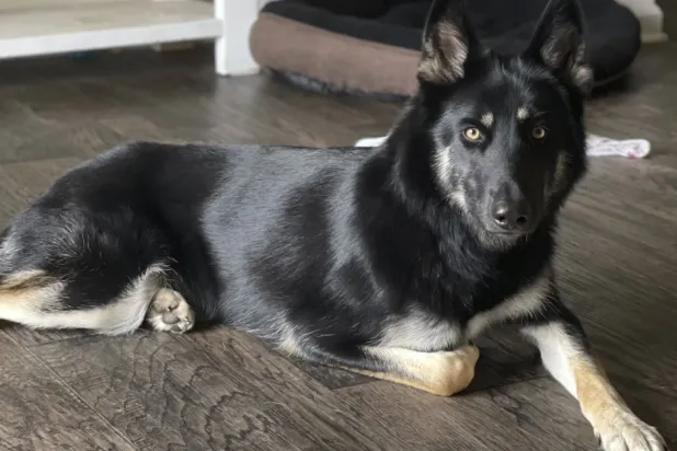 Athena, a 4-year-old German Shepherd and Husky mix, escaped her home in Green Cove Springs, Florida, on Dec. 15 - The AP