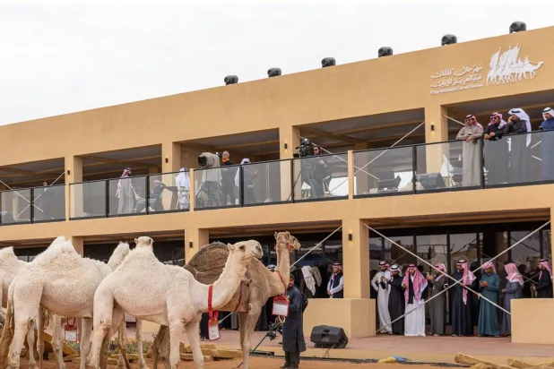 الإبل المشاركة على منصة العرض (نادي الإبل)