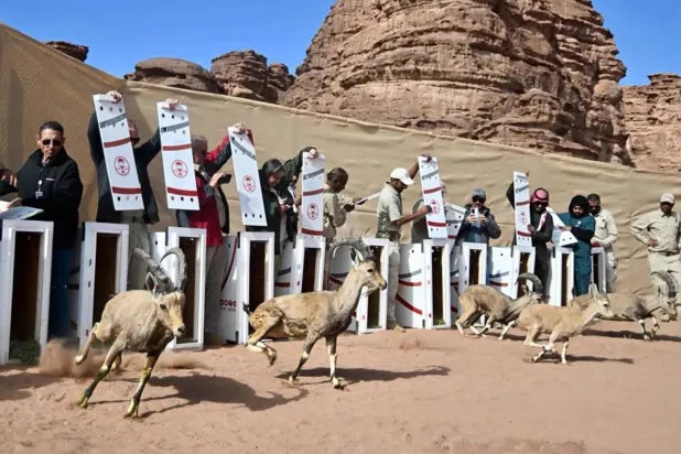 المركز يعمل منذ تأسيسه على تنفيذ حزمة من الخطط الفاعلة لحماية الحياة الفطرية (واس)