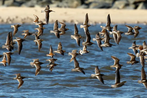 فضلات الطيور قد تساعد على التنبؤ بالجائحة القادمة