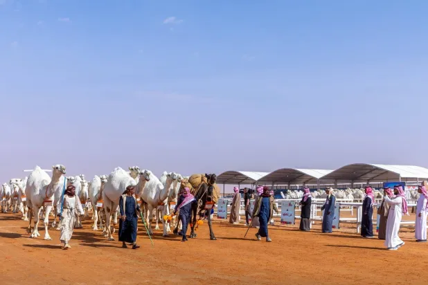 جانب من استعراض منقية الوضح التي فاز بها النهدي (نادي الإبل)