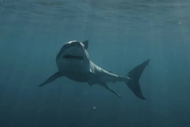أسماك القرش تتسبب في حوادث بالمياه العميقة (أ.ب)