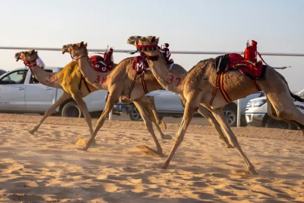 AlUla Camel races are a vital part of the Royal Commission for AlUla’s mission to preserve and promote heritage sports while celebrating the Kingdom’s rich cultural legacy - SPA