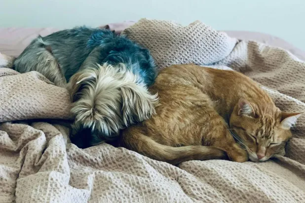 Kedi ve köpeklerin iyi bir uyku çekmesi, sağlıklı yaşamaları ve öğrenme becerilerinin gelişmesi açısından kritik önem taşıyor (Unsplash)