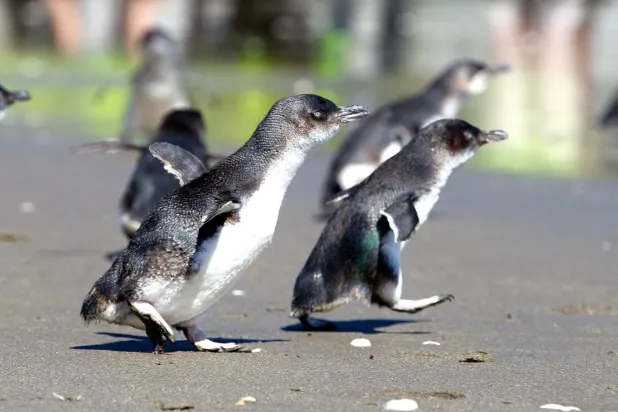 Küçük penguenlerin boyu 25-30 santimetre civarında (AFP)