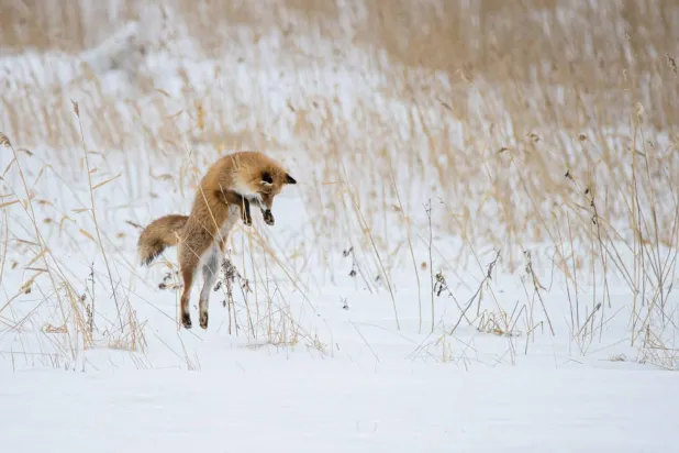 Tilkiler, avlarını kar tabakasının derinlerinde bile rahat bırakmıyor (Unsplash)