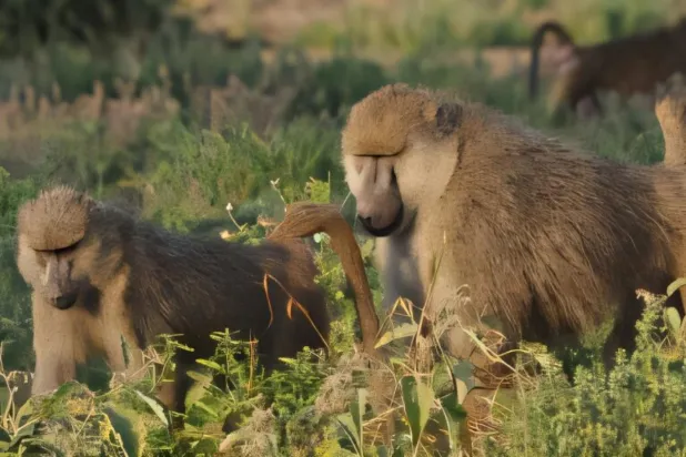 Alfa erkek babunlar, doğurgan dişileri yakından takip ediyor (Susan Alberts / Duke Üniversitesi)