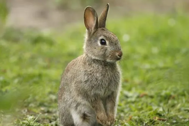 أحد الأرانب البرية (أرشيفية- أ.ف.ب)