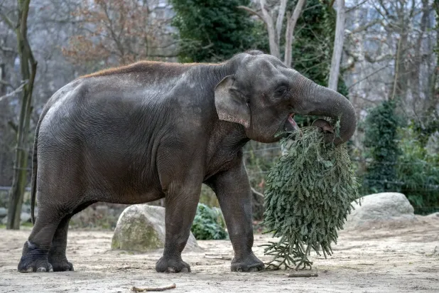 فيل يرعى في حديقة حيوان في برلين - ألمانيا 3 يناير 2025 (أ.ب)