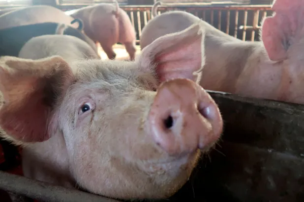 الحادث أصبح أكثر تعقيداً بسبب حقيقة أن المهاجمين كانوا من الماشية وليسوا حيوانات أليفة (رويترز)