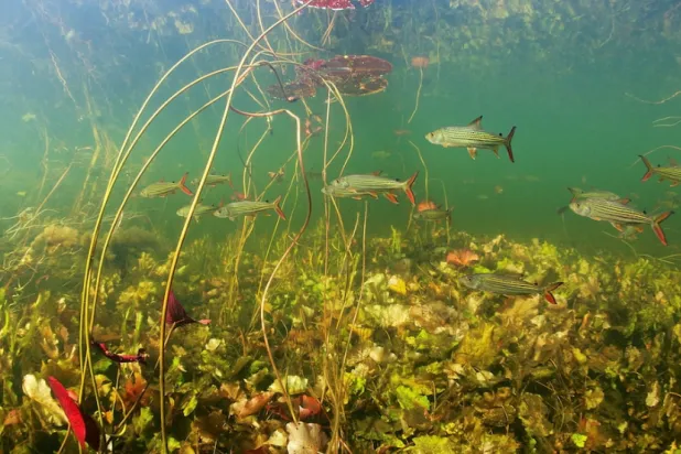 African tiger fish (Hydrocynus vittatus) swim in the Okavango river, Botswana in this undated handout picture. Michel Roggo/Handout via REUTERS/File Photo 