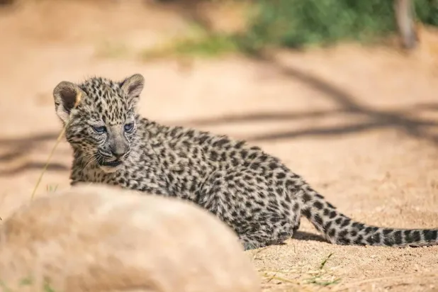 الهيئة الملكية للعلا تلتزم بحماية النمر العربي المهدد بالانقراض وإكثاره (واس)