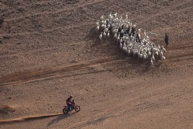 سائق دراجة نارية يمر بجانب قطيع من الماشية خلال السباق (أ.ب)