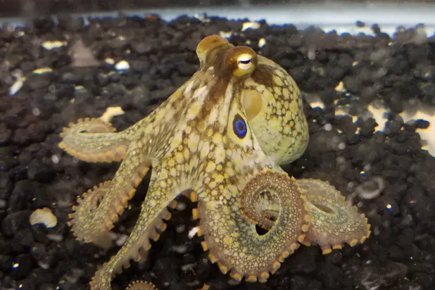 تمتلك أذرع الأخطبوط أنظمة عصبية مجزأة لتمكينه من أداء حركات استثنائية (جامعة شيكاغو)