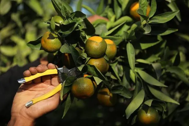 مختبر فلسطين... قنابل يدوية بدل البرتقالات