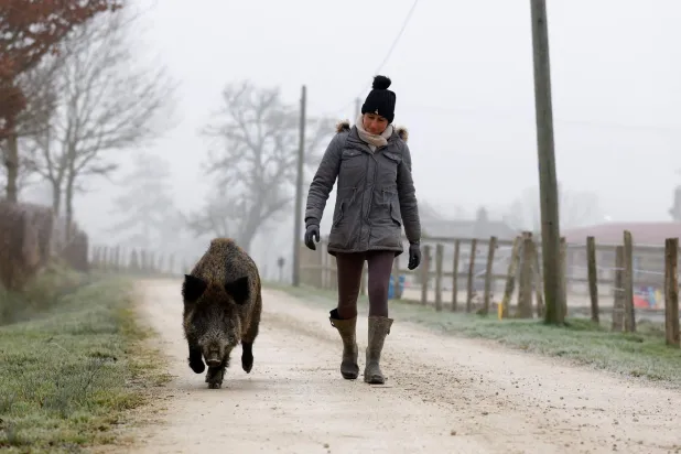 French horse breeder Elodie Cappe walks with "Rillette", a wild boar she rescued as a piglet in 2023 that is now at the center of a legal dispute over the keeping of wild animals in France, at her farm in Chaource, France, January 15, 2025. REUTERS/Stephanie Lecocq