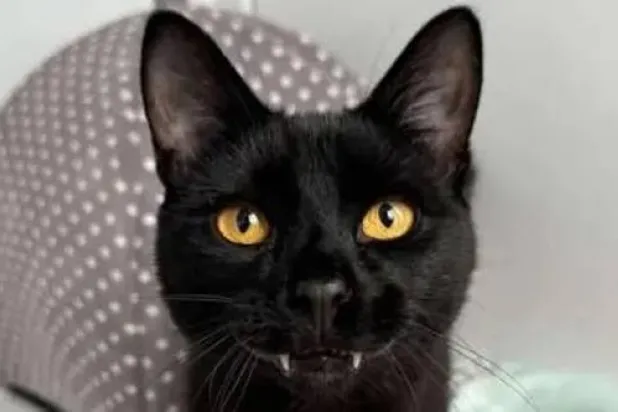 له شروطه ومزاجه (الجمعية الملكية لحماية الحيوان)