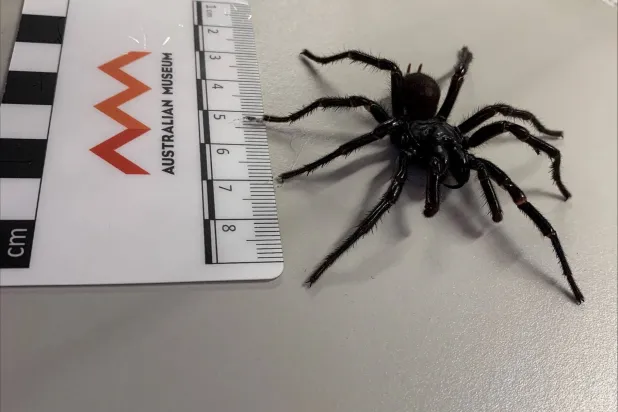 سُمّه أكثر فتكاً (رويترز)