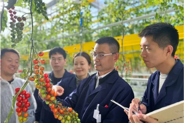 الدكتور كاو شو وفريقه يفحصون ثمار الطماطم التي خضعت للتعديل الجيني ضمن الإستراتيجية الجديدة (الأكاديمية الصينية للعلوم)