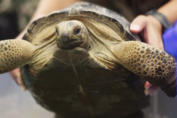 إحدى السلاحف المحمية خلال تسليمها إلى تنزانيا (الإنتربول)