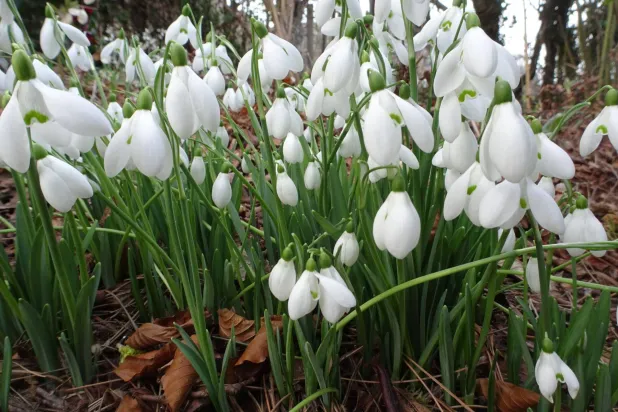 نبات «زهرة الثلج» (أرشيفية)