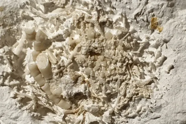 قطعة متحجرة من القيء (وسائل إعلام كندية)