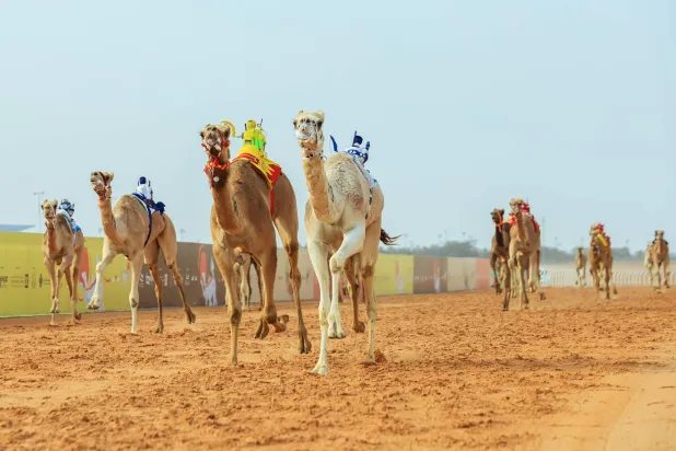 أقيم في يومي منافسات الـ«حقايق» الاثنين والثلاثاء 64 شوطاً (الاتحاد السعودي للهجن)