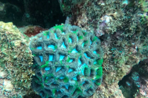 باحثو كاوست يفكّون شيفرة الطبيعة لكشف سر قدرة الشعاب المرجانية على الصمود (الشرق الأوسط)