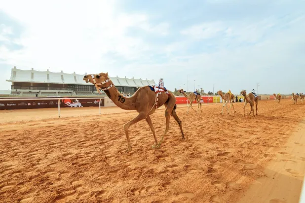 من منافسات مهرجان خادم الحرمين للهجن (الشرق الأوسط)